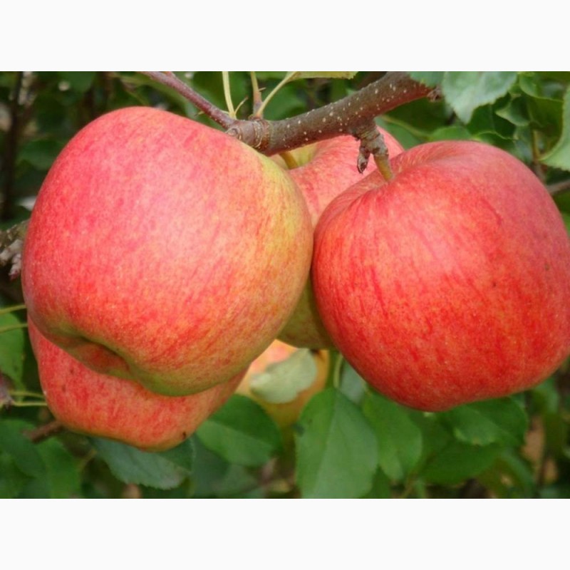 Фото 12. Продам товарные яблоки 80 тонн