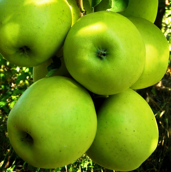 Фото 14. Продам товарные яблоки 80 тонн