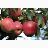 Продам товарные яблоки 80 тонн
