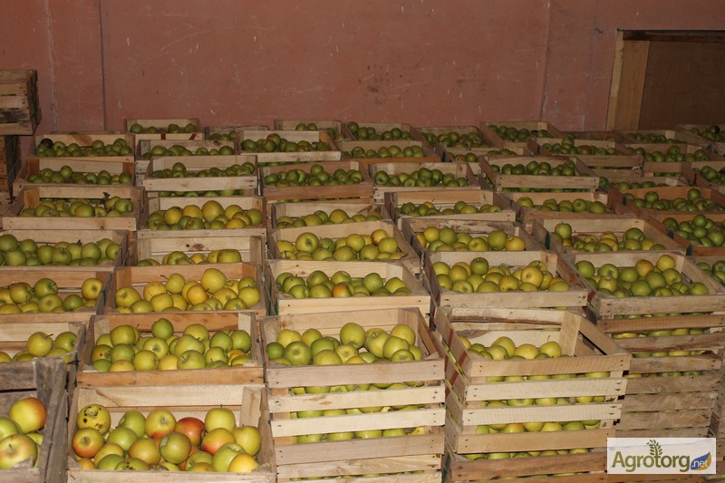 Фото 2. Продам товарные яблоки 80 тонн