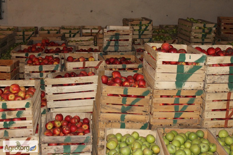 Фото 3. Продам товарные яблоки 80 тонн