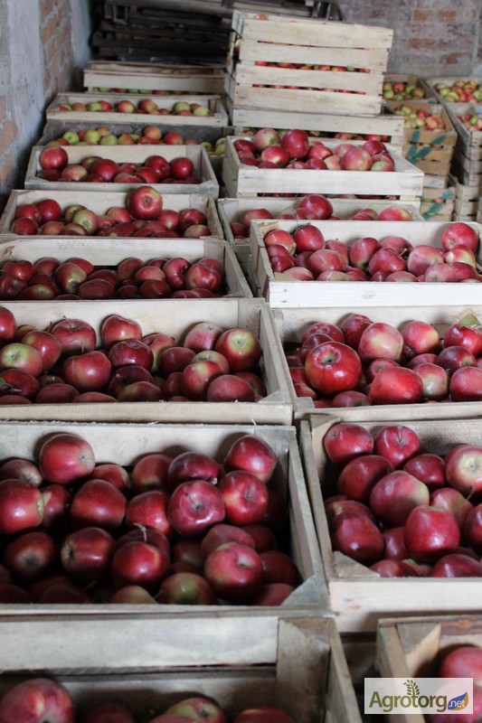 Фото 4. Продам товарные яблоки 80 тонн