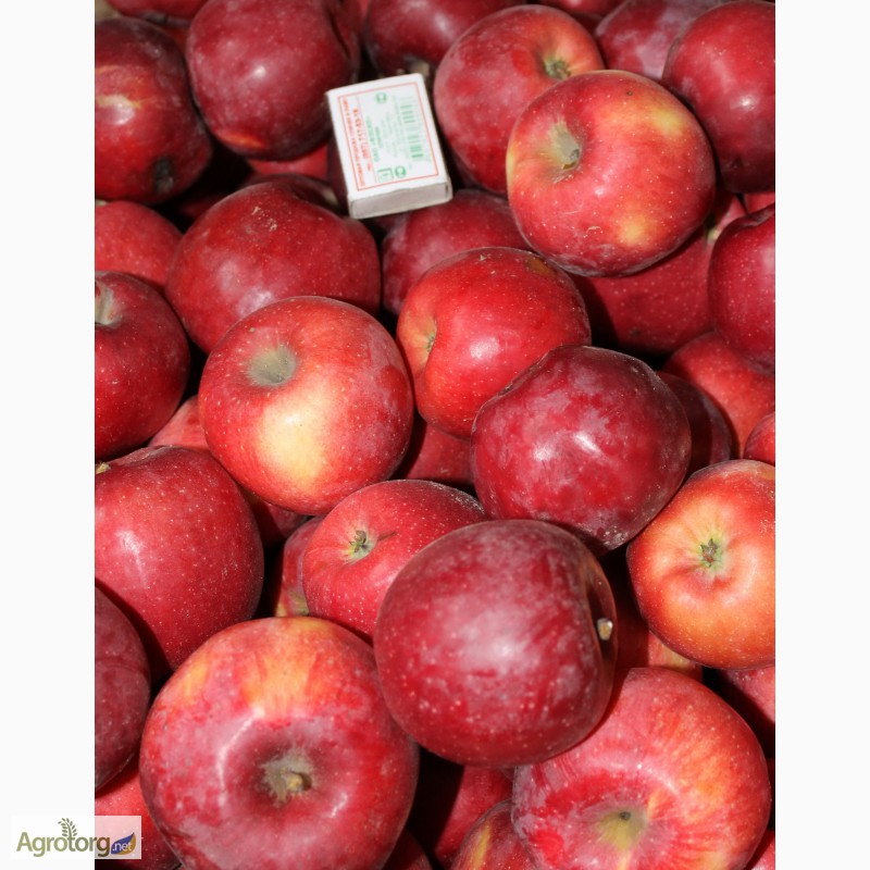 Фото 5. Продам товарные яблоки 80 тонн