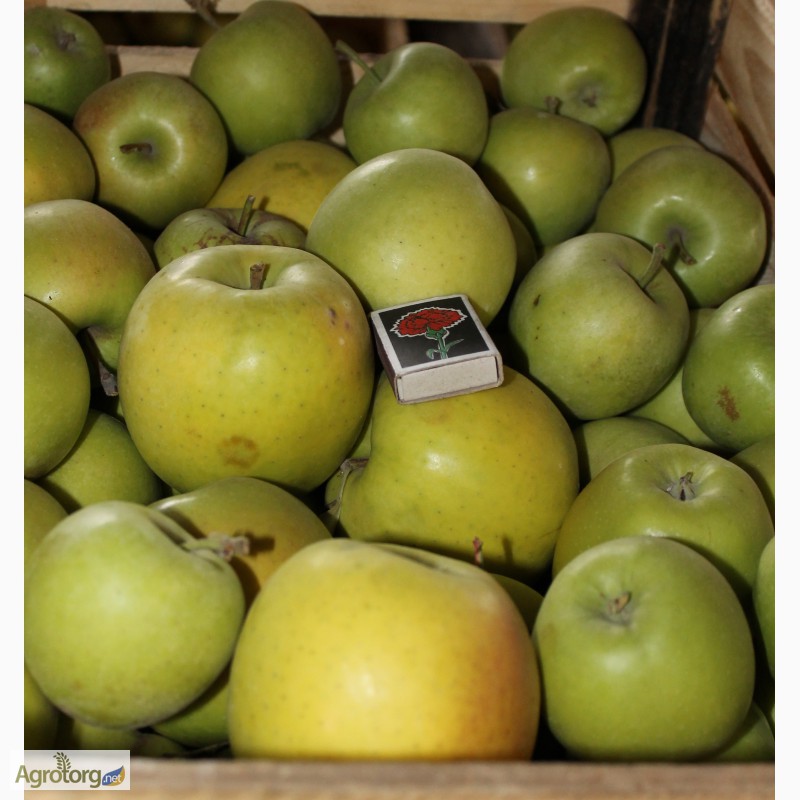 Фото 7. Продам товарные яблоки 80 тонн