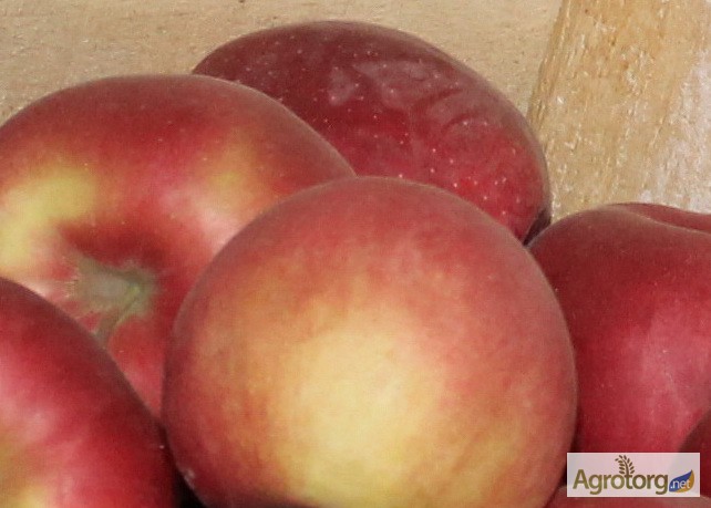 Фото 8. Продам товарные яблоки 80 тонн