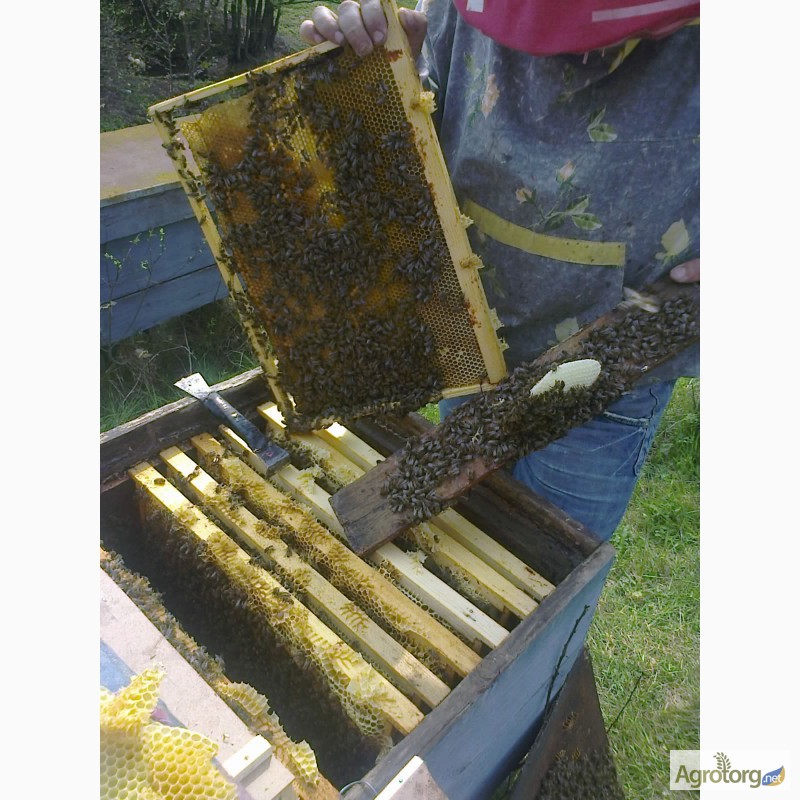 Пропонуємо Вам купити бджолопакети з племінних пасік карпатської породи від виробника
