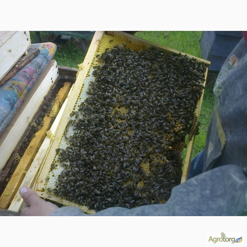 Фото 2. Пропонуємо Вам купити бджолопакети з племінних пасік карпатської породи від виробника