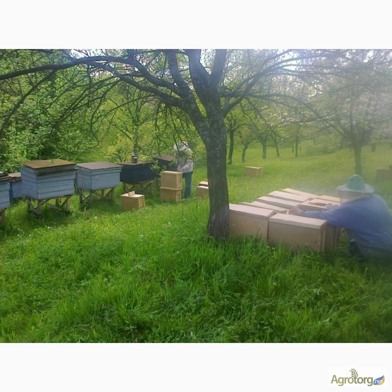 Фото 3. Пропонуємо Вам купити бджолопакети з племінних пасік карпатської породи від виробника