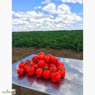 Продам с поля томат сливка Bayer Delfo F1, ярко красного цвета