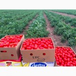 Продам с поля томат сливка Bayer Delfo F1, ярко красного цвета