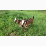 Англо-нубийский козел чистокровный