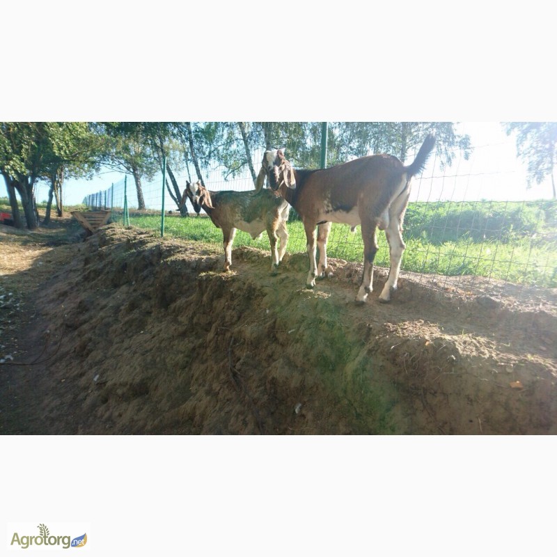 Фото 3. Англо-нубийский козел чистокровный