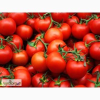 Фермерське господарство реалізує помідор Белавіза, Абеус, Чіблі, Фортікс, Астер оптом