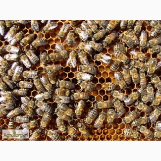 Продам пасеку, пчелосемьи, семьи пчёл, пчелопакеты