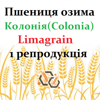 Пшениця озима Колонія (Colonia Limagrain) 1 репродукція