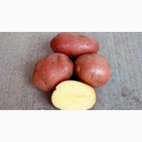 Продам картоплю сорту Беллароза
