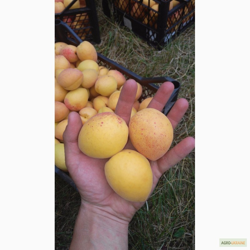 Фото 3. Продам саджанці абрикоса, Ананасовий та Краснощокий
