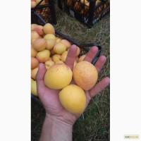 Продам саджанці абрикоса, Ананасовий та Краснощокий