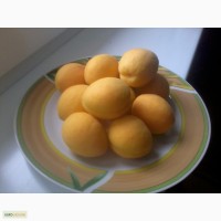 Продам саджанці абрикоса, Ананасовий та Краснощокий