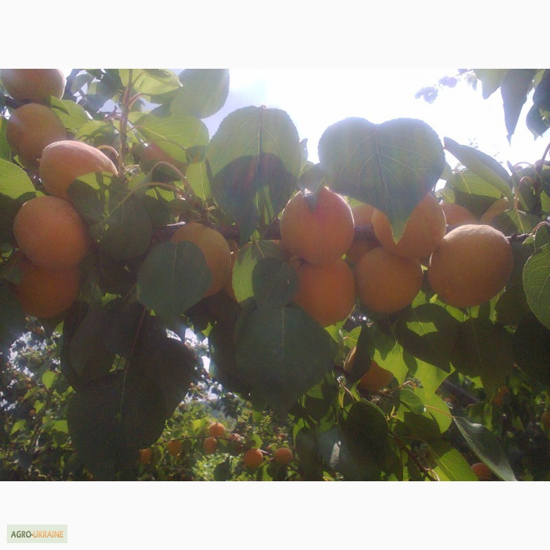 Фото 7. Продам саджанці абрикоса, Ананасовий та Краснощокий