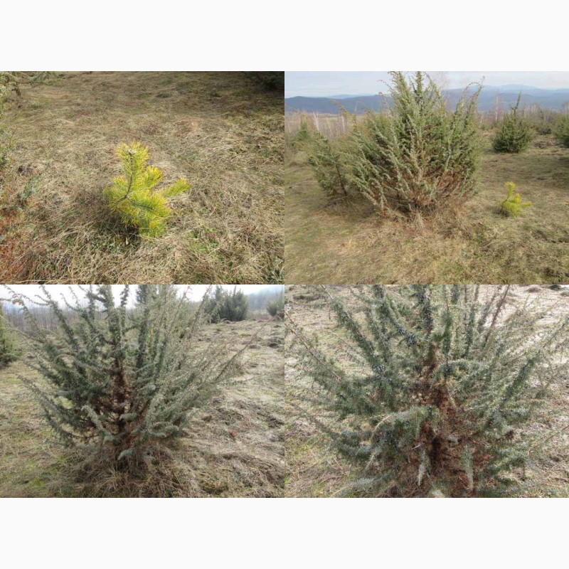 Саженцы можжевельника съедобного, Juniperus, верес обыкновенный, куст, дерево под заказ