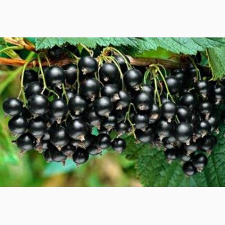Дешево продам ягоды черной смородины, сорт Софиивская, Чернеча, Ювилейная копания до 4 тон