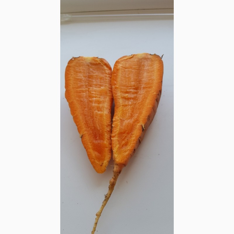 Фото 2. Продам морковь сорт «Кампино»