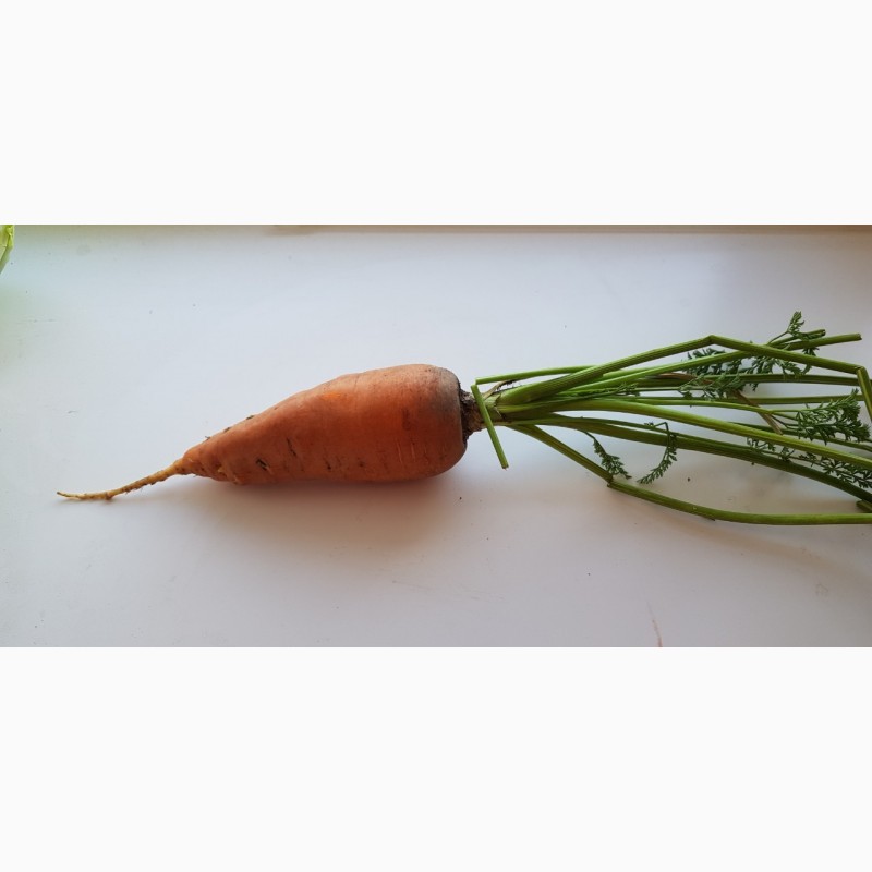 Фото 3. Продам морковь сорт «Кампино»