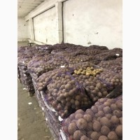 Продам товарну картоплю оптом 200 тонн