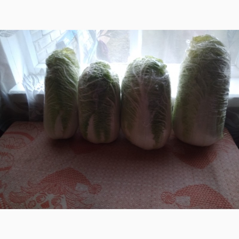 Фото 3. Продам пекінську капусту