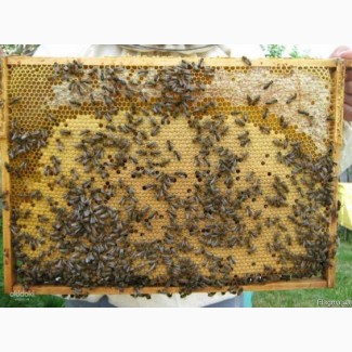 Бджолопакети КАРПАТКА 2021