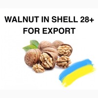 Walnut in shell for export