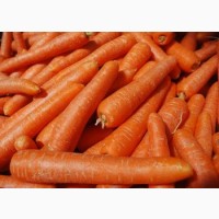 Закуповуємо моркву