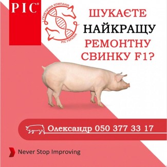 Ремонтні свинки Ф1 Камборо - генетика РІС