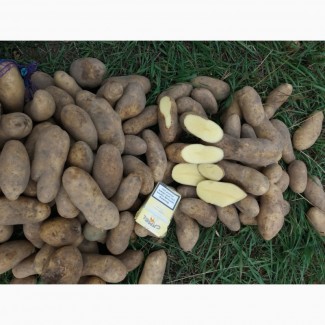 Ф/Г Агро-Україна реалізує картоплю товарну