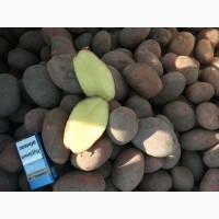 Ф/Г Агро-Україна реалізує картоплю товарну