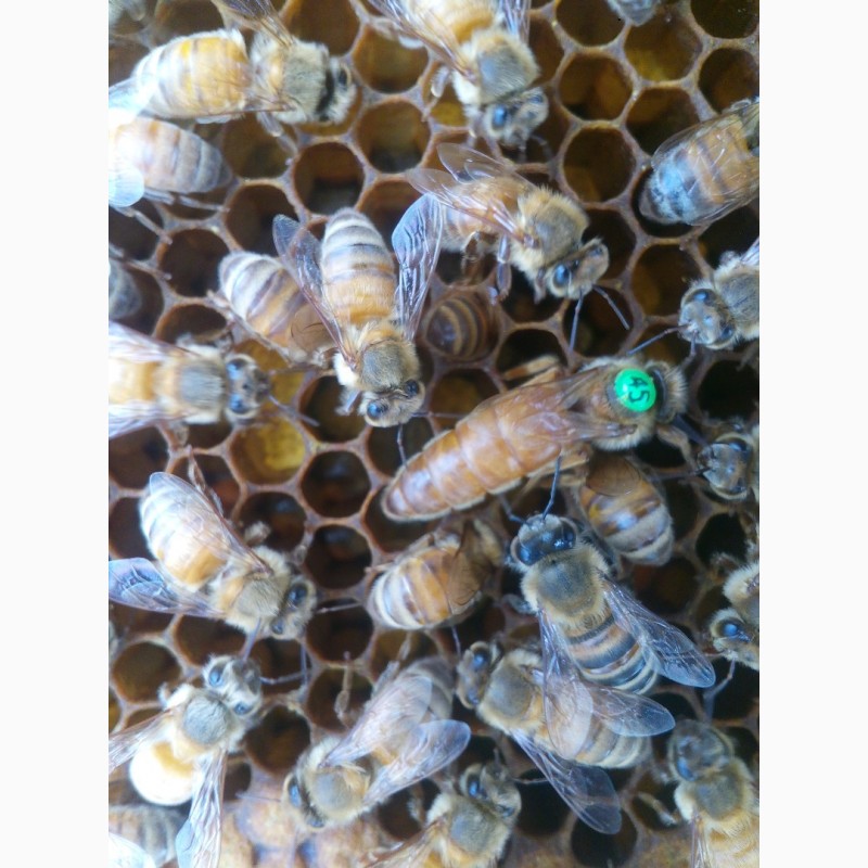 Фото 2. Американський Кордован Ф1 (бджоломатки, пчеломатки)