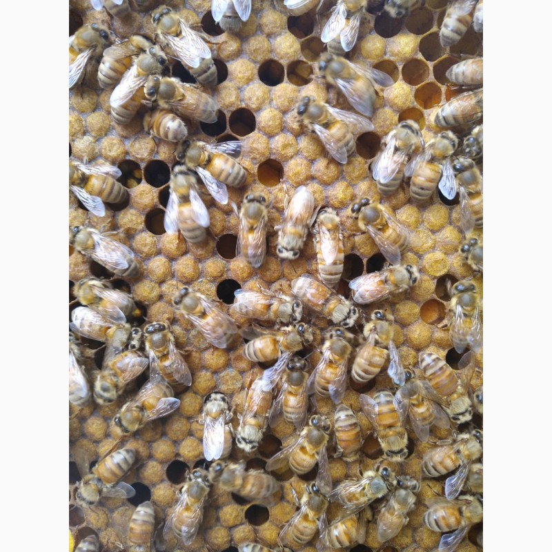 Фото 3. Американський Кордован Ф1 (бджоломатки, пчеломатки)