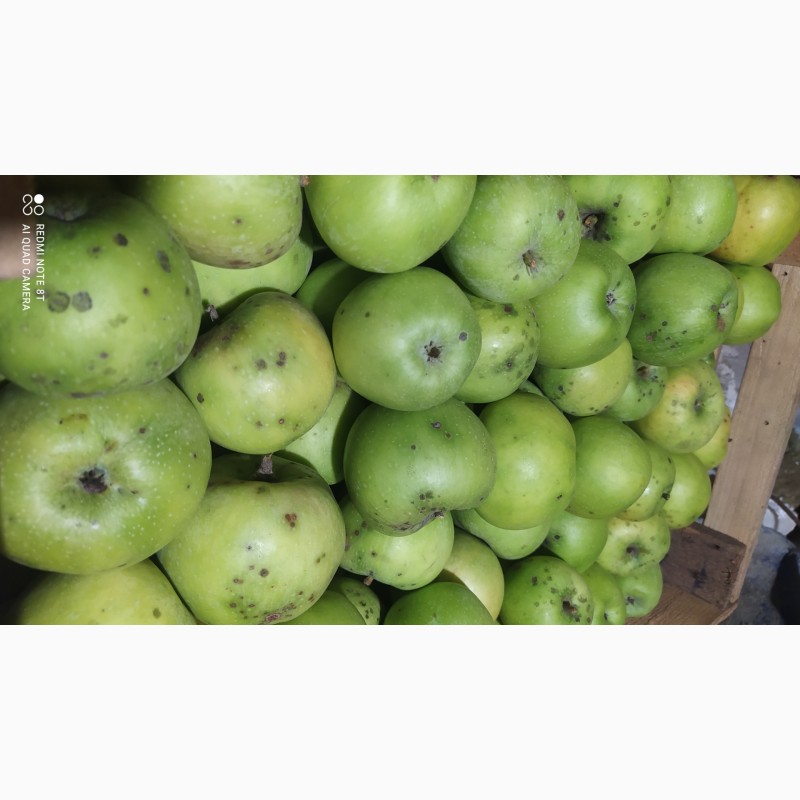 Фото 2. Продам яблука різних сортів на переробку