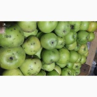 Продам яблука різних сортів на переробку