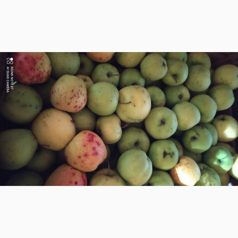 Фото 3. Продам яблука різних сортів на переробку