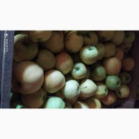 Продам яблука різних сортів на переробку