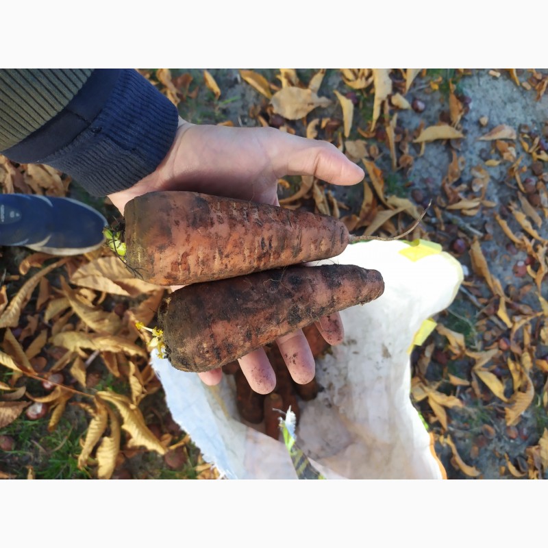 Фото 4. Продам картоплю моркву