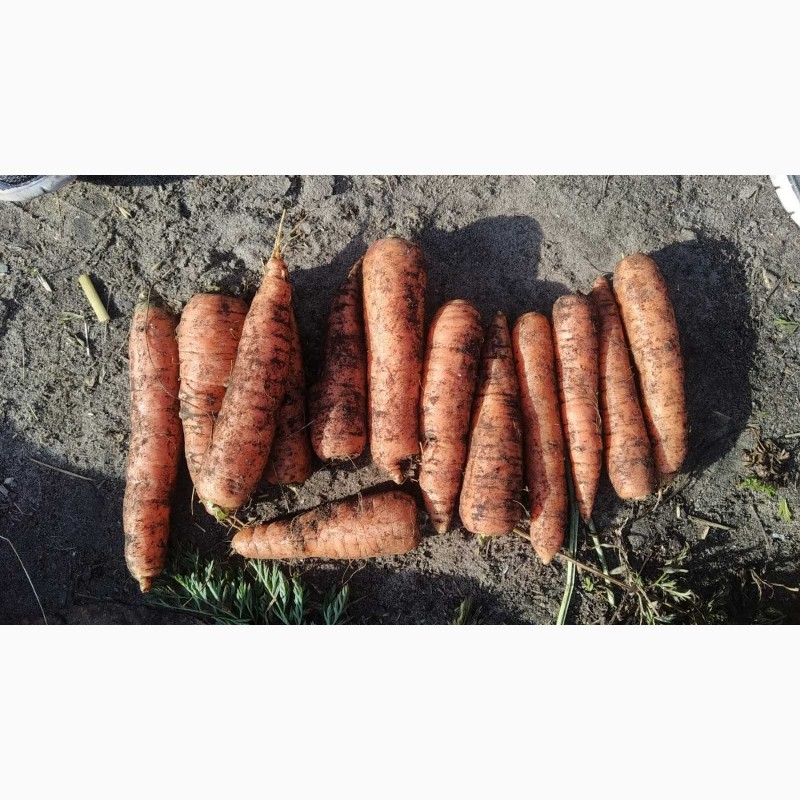 Фото 8. Продам картоплю моркву