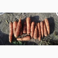Продам картоплю моркву