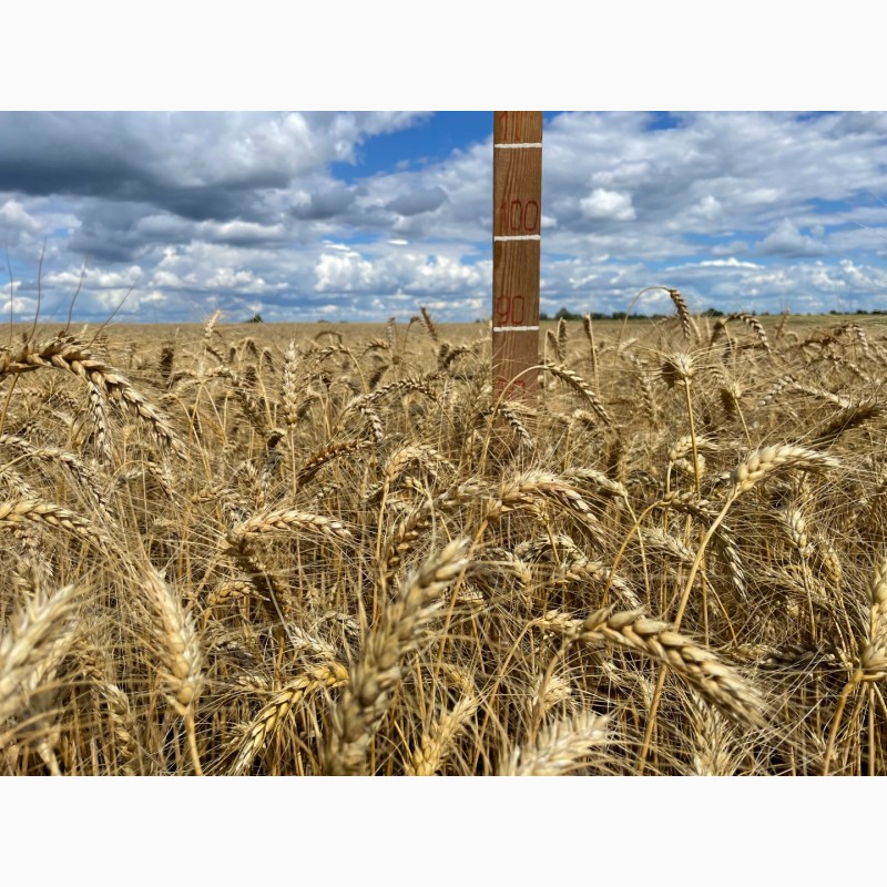 Фото 5. Насіння пшениці м#039;якої озимої Яліта, супер еліта