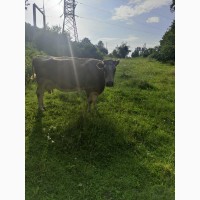 Продам молочну корову/ корова
