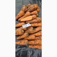 Продам крупную морковь (морковчу)