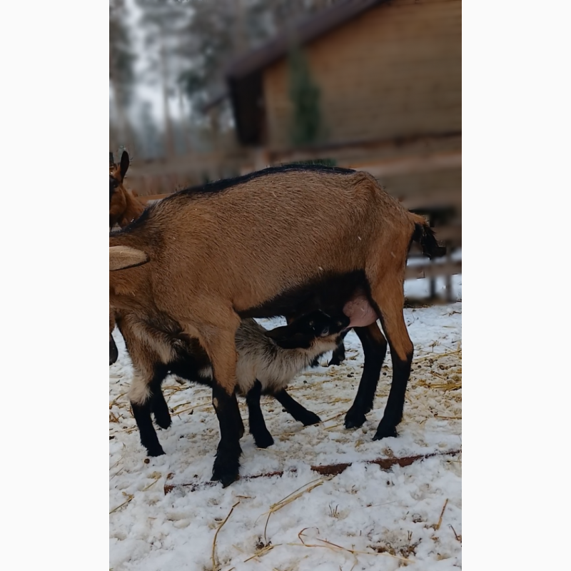 Фото 2. Продається дійна альпійська коза після другого окоту