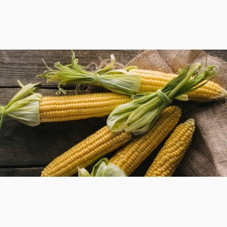 Продам кукурудзу 500 тонн, Черкаська область, Квітки
